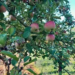 Apfelhof * Grundshagen